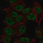 Merck Anti-SYN2 antibody produced in rabbit