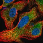 Merck Anti-CRYAA antibody produced in rabbit