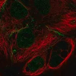 Merck Anti-MPP7 antibody produced in rabbit