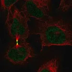 Merck Anti-AURKB antibody produced in rabbit