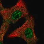 Merck Anti-IL15 antibody produced in rabbit