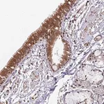 Merck Anti-SIMC1 antibody produced in rabbit
