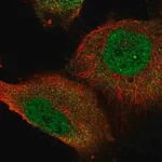 Merck Anti-STOX1 antibody produced in rabbit