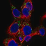 Merck Anti-EDA antibody produced in rabbit