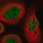 Merck Anti-RUNX1 antibody produced in rabbit
