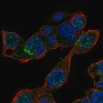 Merck Anti-MALRD1 antibody produced in rabbit