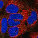Merck Anti-EDA antibody produced in rabbit