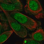 Merck Anti-STX2 antibody produced in rabbit