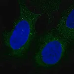 Merck Anti-DIP2B antibody produced in rabbit