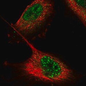 Merck Anti-ZNF551 antibody produced in rabbit