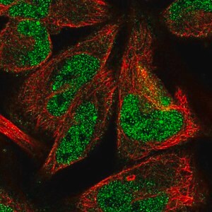 Merck Anti-LINS1 antibody produced in rabbit