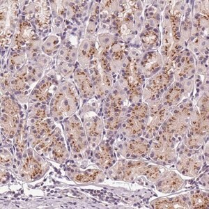 Merck Anti-GOLPH3 antibody produced in rabbit