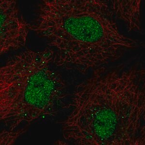 Merck Anti-BARX1 antibody produced in rabbit