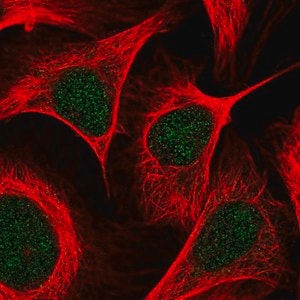 Merck Anti-KAT2B antibody produced in rabbit