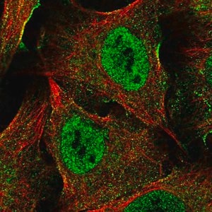 Merck Anti-XAGE5 antibody produced in rabbit
