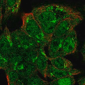 Merck Anti-VPS54 antibody produced in rabbit