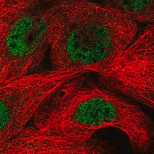 Merck Anti-MED29 antibody produced in rabbit