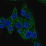 Merck Anti-PDE3B antibody produced in rabbit