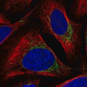Merck Anti-BCKDK antibody produced in rabbit
