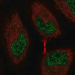 Merck Anti-EEF2K antibody produced in rabbit