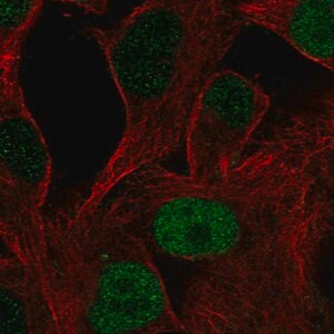 Merck Anti-POU3F1 antibody produced in rabbit