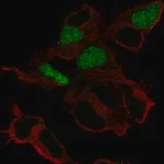 Merck Anti-POU3F3 antibody produced in rabbit
