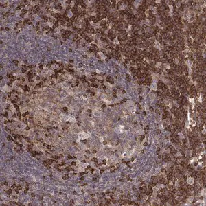 Merck Anti-PILRA antibody produced in rabbit