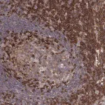 Merck Anti-PILRA antibody produced in rabbit