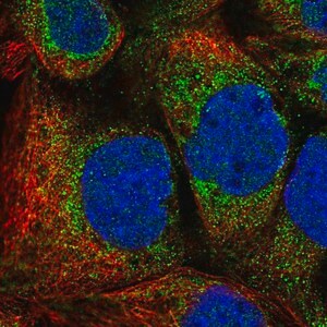 Merck Anti-MTFR1 antibody produced in rabbit