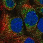 Merck Anti-MTFR1 antibody produced in rabbit