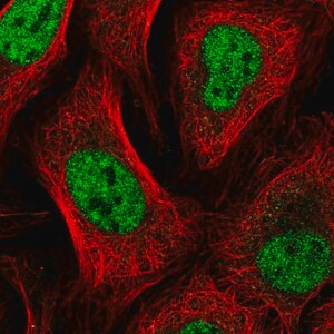 Merck Anti-GTF2A2 antibody produced in rabbit