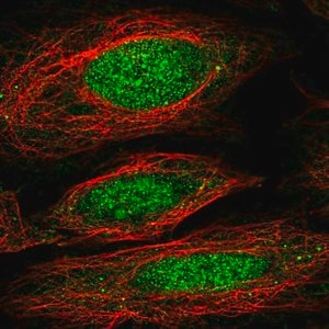 Merck Anti-NFX1 antibody produced in rabbit
