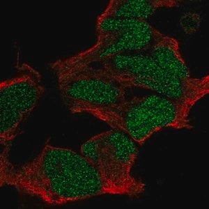 Merck Anti-POU3F2 antibody produced in rabbit