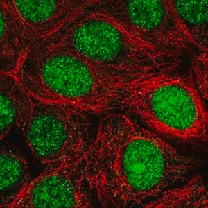 Merck Anti-MRFAP1 antibody produced in rabbit