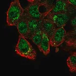 Merck Anti-CADPS2 antibody produced in rabbit