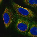 Merck Anti-ARC antibody produced in rabbit