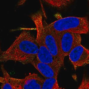 Merck Anti-RGS17 antibody produced in rabbit