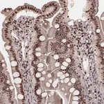 Merck Anti-VRK3 antibody produced in rabbit