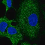 Merck Anti-RNF215 antibody produced in rabbit