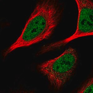 Merck Anti-KHSRP antibody produced in rabbit