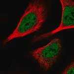 Merck Anti-KHSRP antibody produced in rabbit