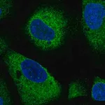 Merck Anti-ARHGAP5 antibody produced in rabbit