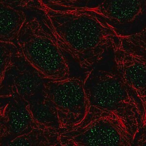 Merck Anti-SRSF5 antibody produced in rabbit