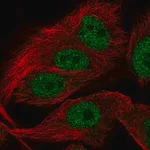 Merck Anti-FAM81A antibody produced in rabbit