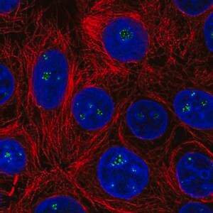 Merck Anti-HDAC10 antibody produced in rabbit