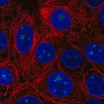 Merck Anti-HDAC10 antibody produced in rabbit