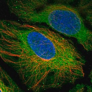 Merck Anti-CENPM antibody produced in rabbit