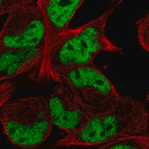 Merck Anti-TCF12 antibody produced in rabbit