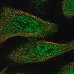 Merck Anti-TXNL4B antibody produced in rabbit