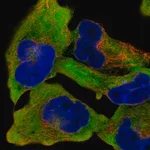 Merck Anti-RANBP1 antibody produced in rabbit